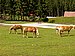 IMG_1401.JPG