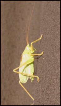 IMG_0609.JPG